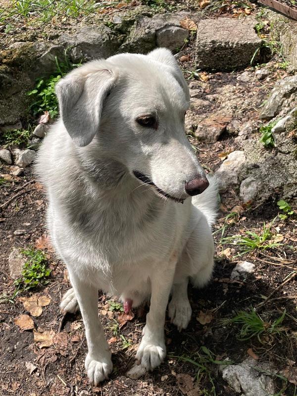 IL DOLCE CESARE Foto 6